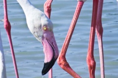 Abstract of limbs, beaks, feathers of flamingos